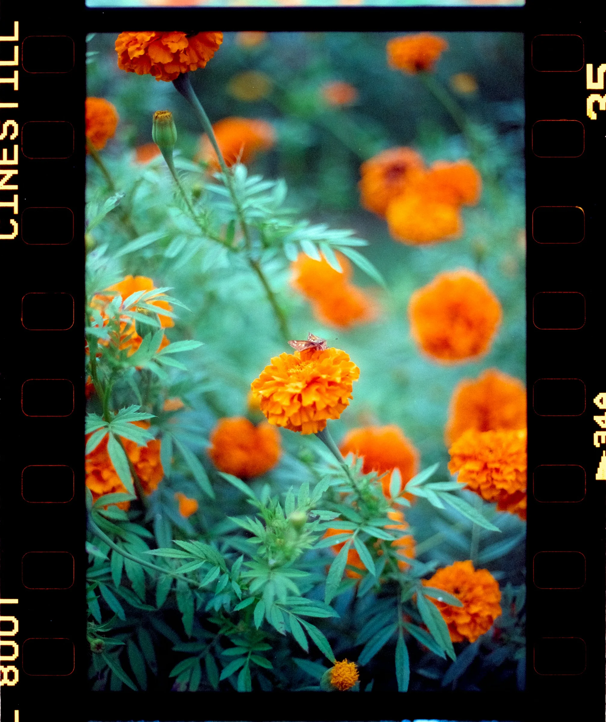 Film photo of orange marigolds